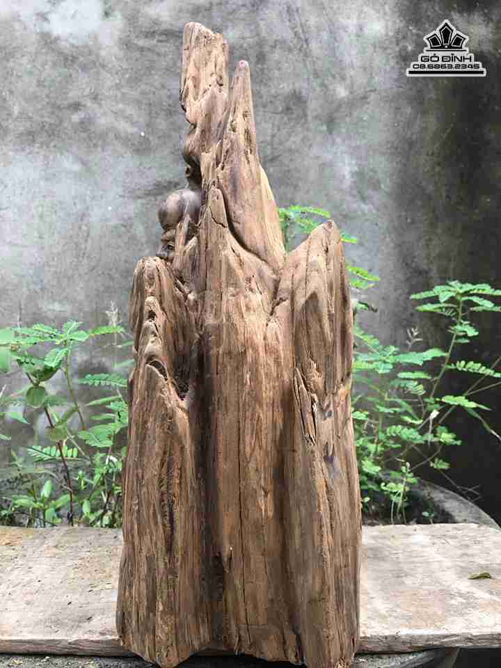 mua-Ong-tho-go-lua-bach-xanh-cao-43-rong-26-day-16-cm