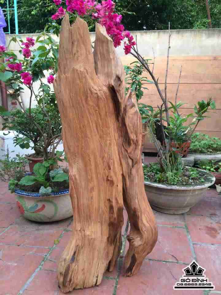 Cụ thọ gỗ ngọc am thơm 2