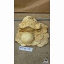 Cóc phú quý gỗ nu nghiến  45x41x19