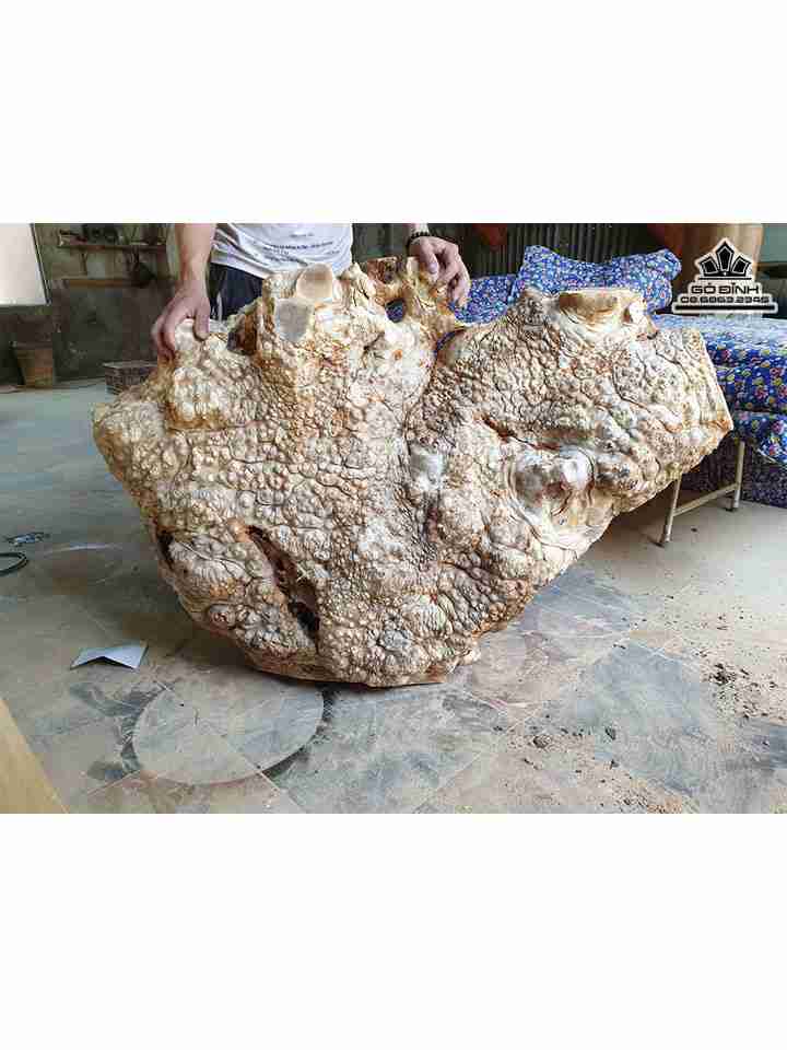 Mặt Nu Trang Trí Gỗ Nu Xá Xị ( Gù Hương )  Ngang 1m2 Rộng 80 Dày 15 (cm)