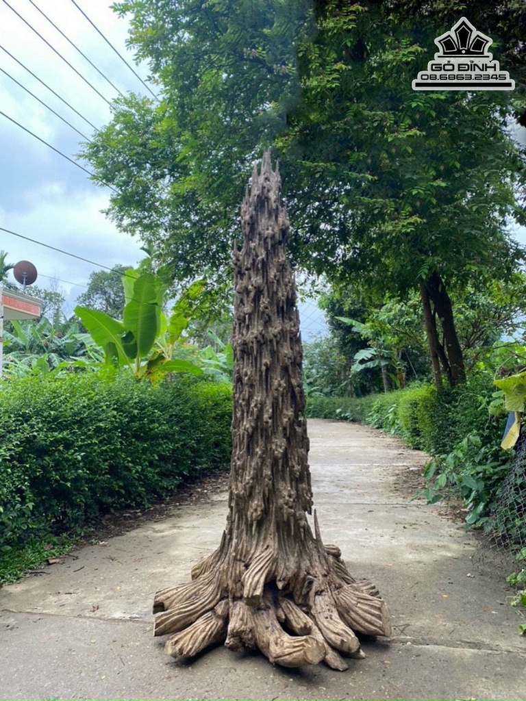 Tượng Lũa Xong Trầm Gỗ Trầm Hương Cao 220 Ngang 100 (cm)