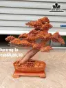 Cây Tùng Bonsai Gỗ Hương Cao 66 Ngang 66 Sâu 30 (cm)