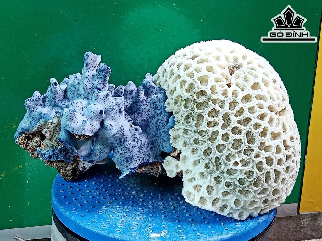 Tác Phẩm Đá San Hô Cao 16 Ngang 30 (cm)