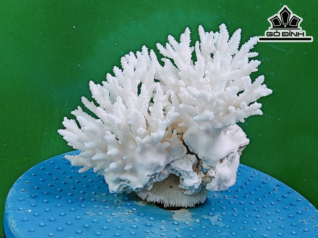 Tác Phẩm Đá San Hô Đá San Hô Cao 13 Ngang 17 (cm)