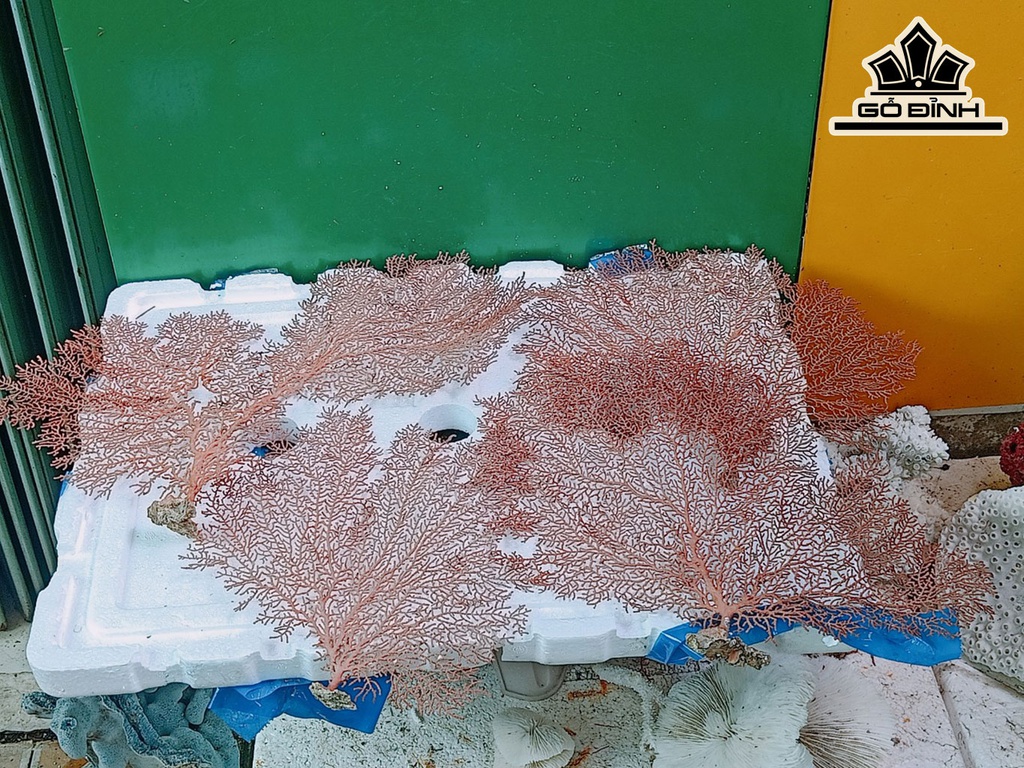 Tác Phẩm Cây San Hô Cao 25 Ngang 33 (cm)