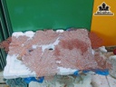 Tác Phẩm Cây San Hô Cao 25 Ngang 33 (cm)