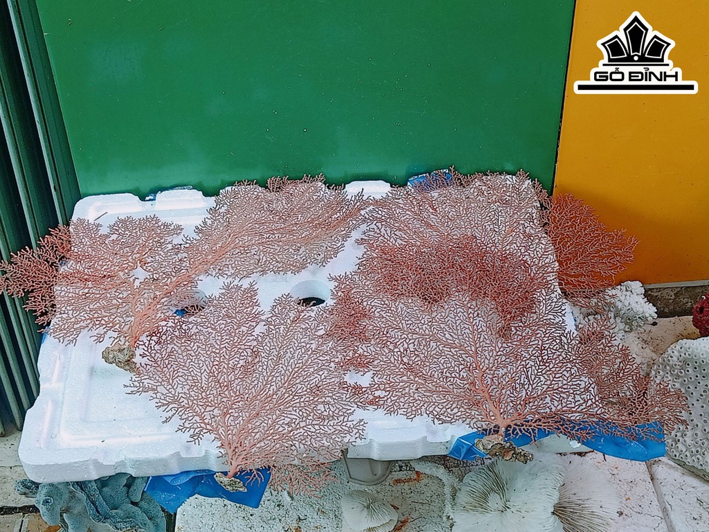 Tác Phẩm Cây San Hô Cao 40 Ngang 50 (cm)