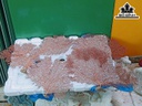 Tác Phẩm Cây San Hô Cao 40 Ngang 50 (cm)