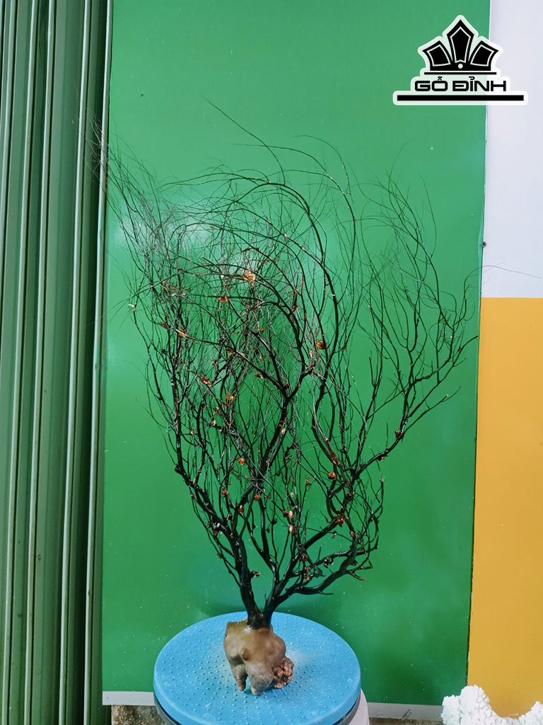 Tác Phẩm Cây San Hô Cao 65 Ngang 40 (cm)