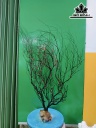 Tác Phẩm Cây San Hô Cao 65 Ngang 40 (cm)