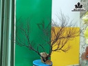Tác Phẩm Cây San Hô Cao 70 Ngang 90 (cm)