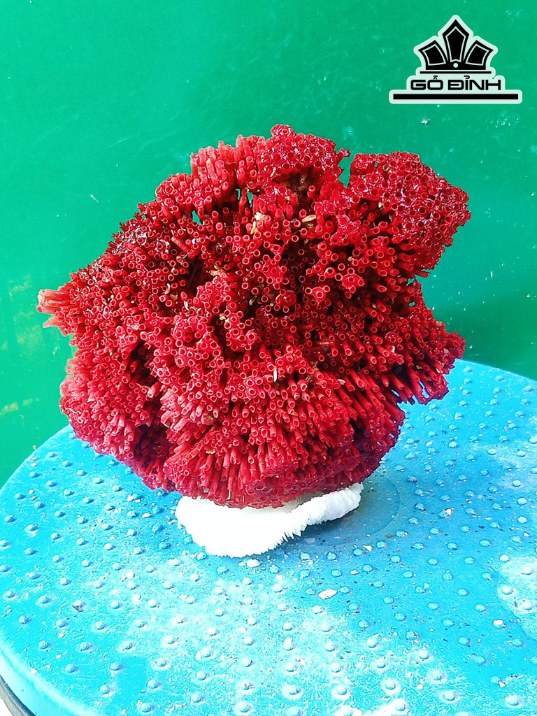 Tác Phẩm Đá San Hô Cao 13 Ngang 13 (cm)