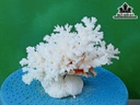 Tác Phẩm Đá San Hô Cao 14 Ngang 18 (cm)