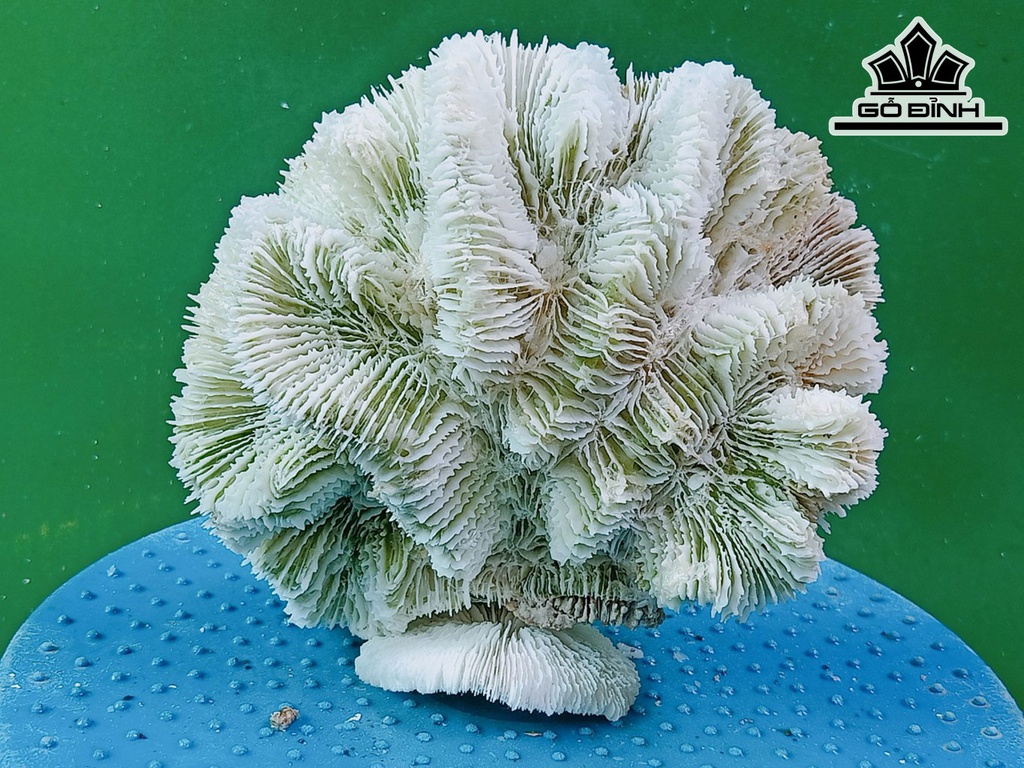 Tác Phẩm Đá San Hô Cao 15 Ngang 16 (cm)