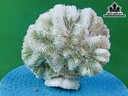 Tác Phẩm Đá San Hô Cao 15 Ngang 16 (cm)