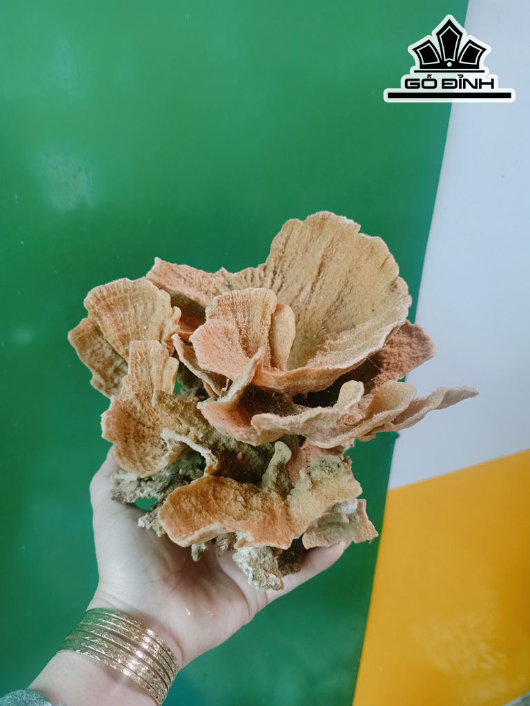 Tác Phẩm Đá San Hô Cao 15 Ngang 20 (cm)