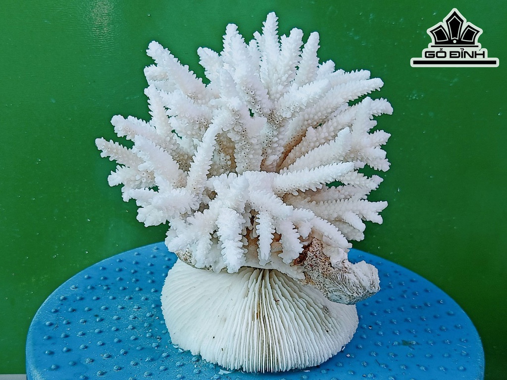 Tác Phẩm Đá San Hô Cao 16 Ngang 20 (cm)