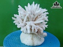 Tác Phẩm Đá San Hô Cao 16 Ngang 20 (cm)