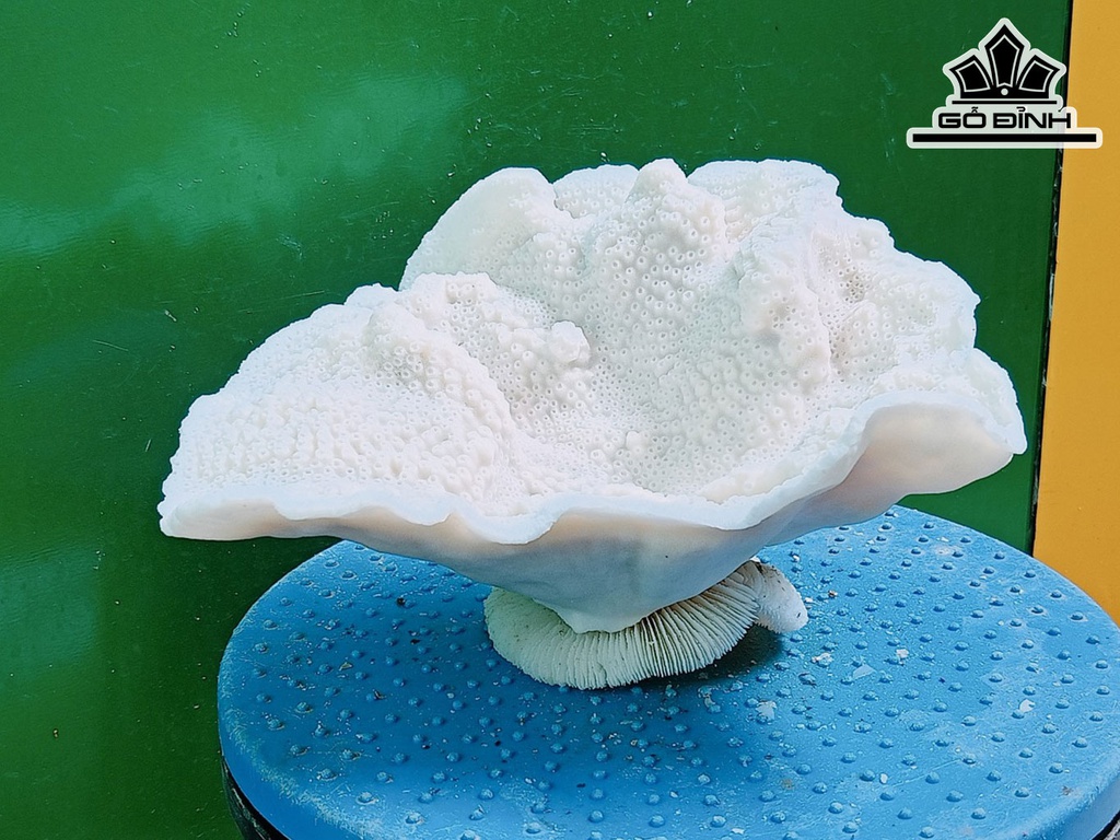 Tác Phẩm Đá San Hô Cao 17 Ngang 20 (cm)