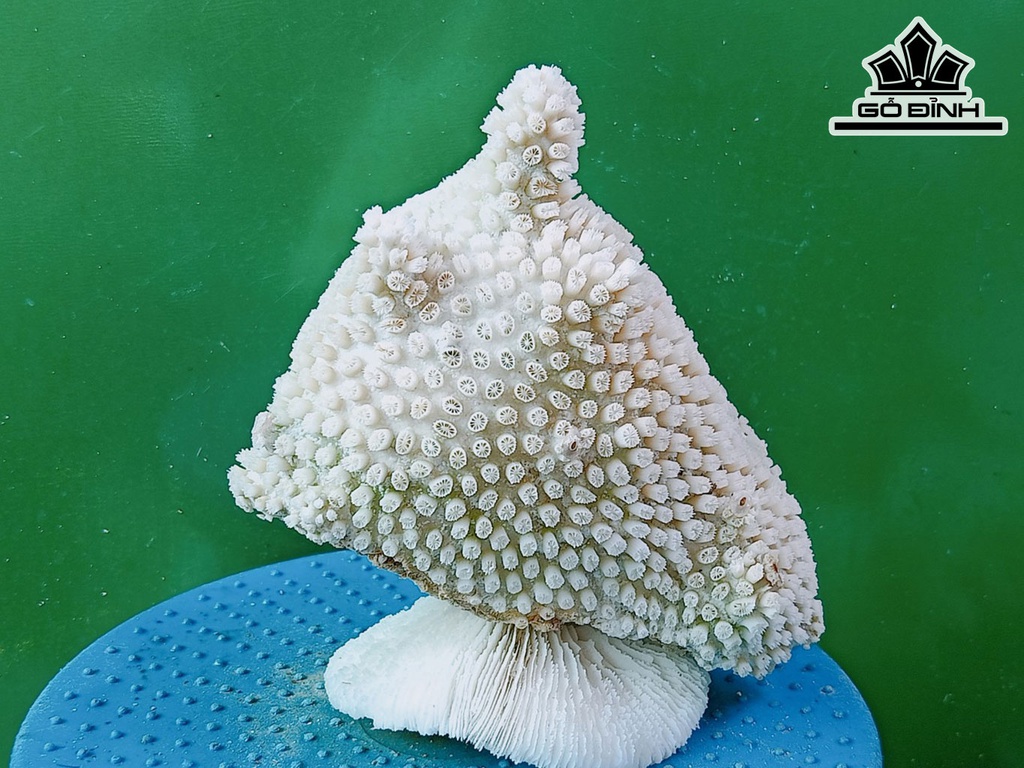 Tác Phẩm Đá San Hô Cao 19 Ngang 18 (cm)