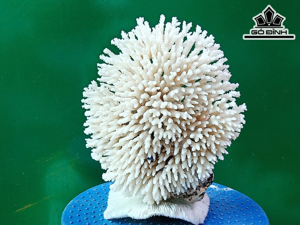 Tác Phẩm Đá San Hô Cao 22 Ngang 18 (cm)