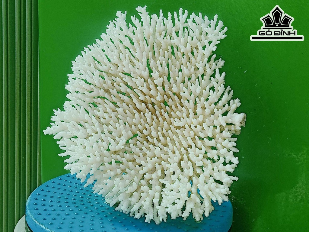 Tác Phẩm Đá San Hô Cao 22 Ngang 23 (cm)