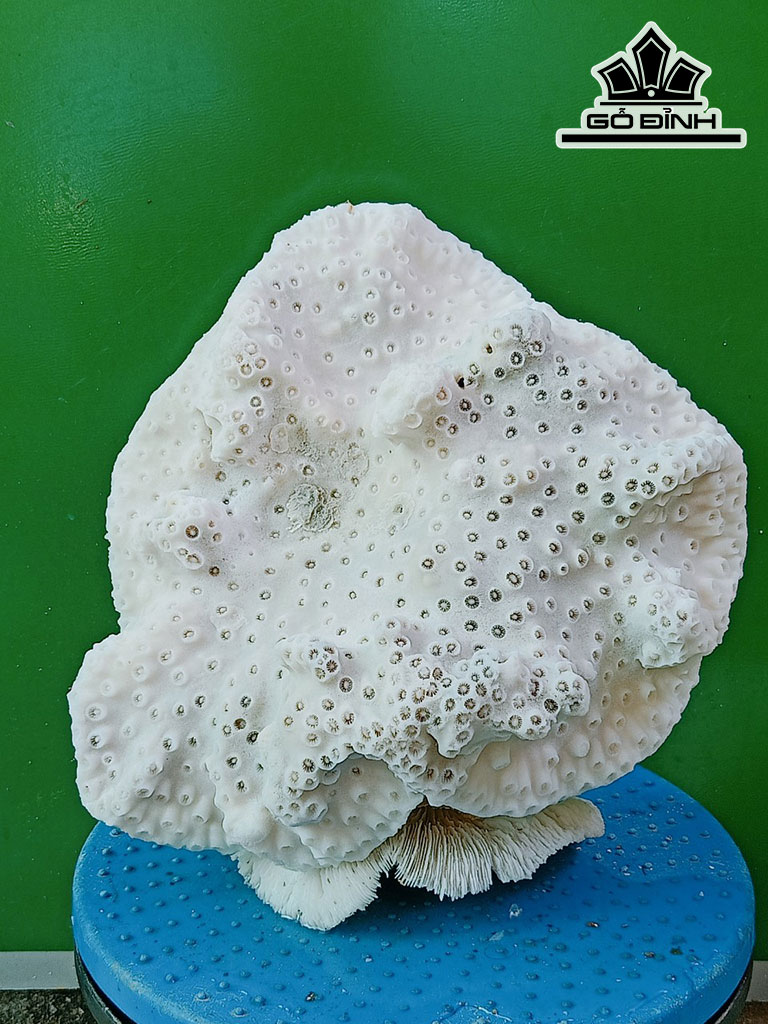 Tác Phẩm Đá San Hô Cao 23 Ngang 24 (cm)