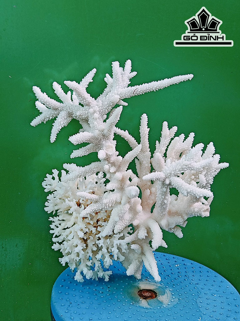 Tác Phẩm Đá San Hô Cao 27 Ngang 24 (cm)