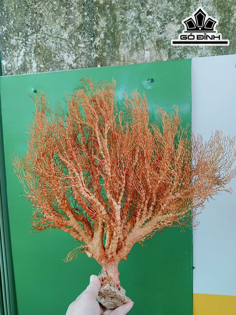 Tác Phẩm Đá San Hô Cao 40 Ngang 35 (cm)