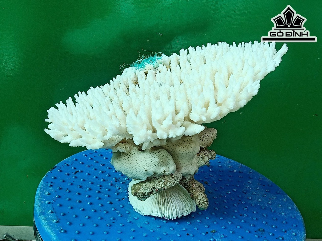 Tác Phẩm Cây San Hô Cao 15 Ngang 21 (cm)