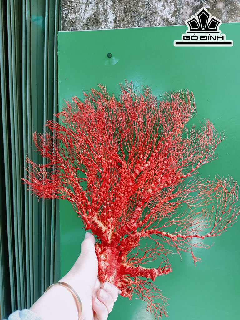 Tác Phẩm Cây San Hô Cao 25 Ngang 25 (cm)