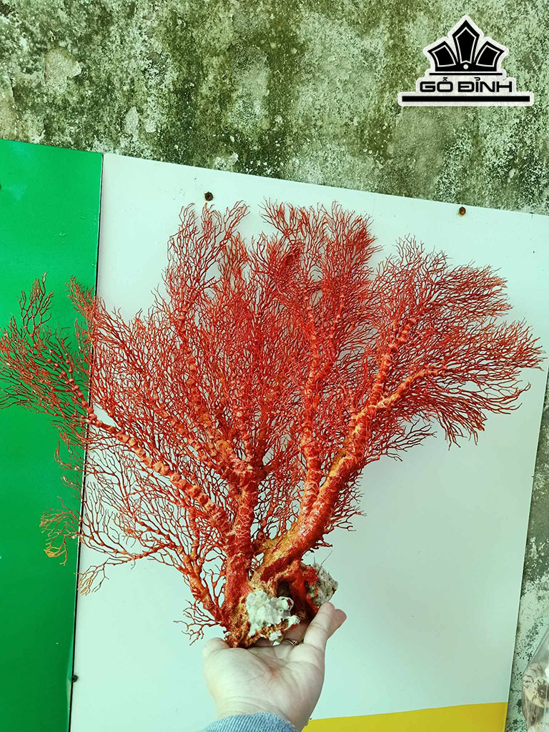 Tác Phẩm Cây San Hô Cao 43 Ngang 50 (cm)