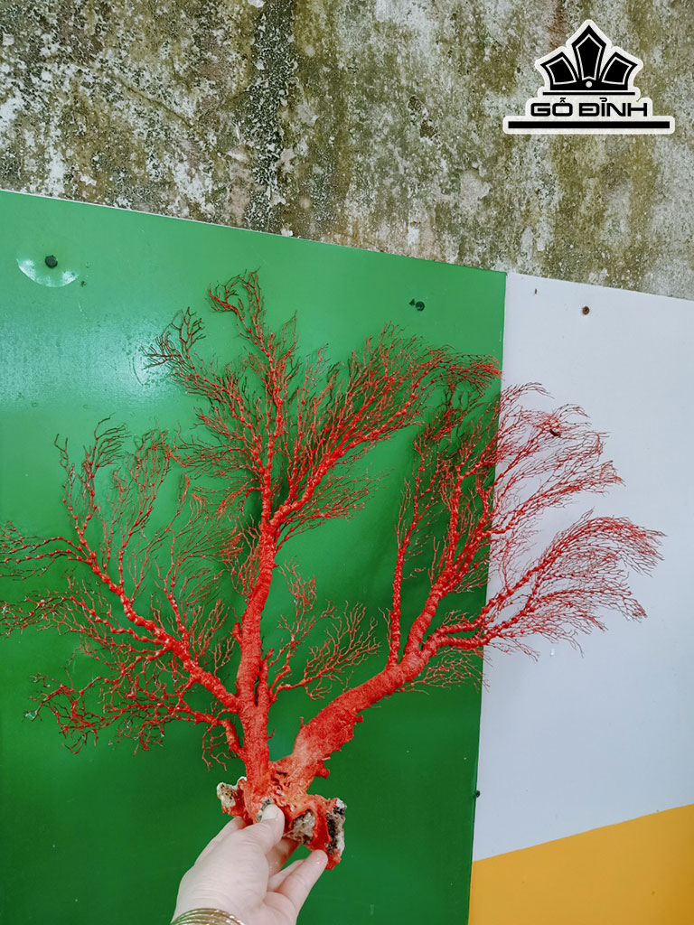 Tác Phẩm Cây San Hô Cao 45 Ngang 45 (cm)