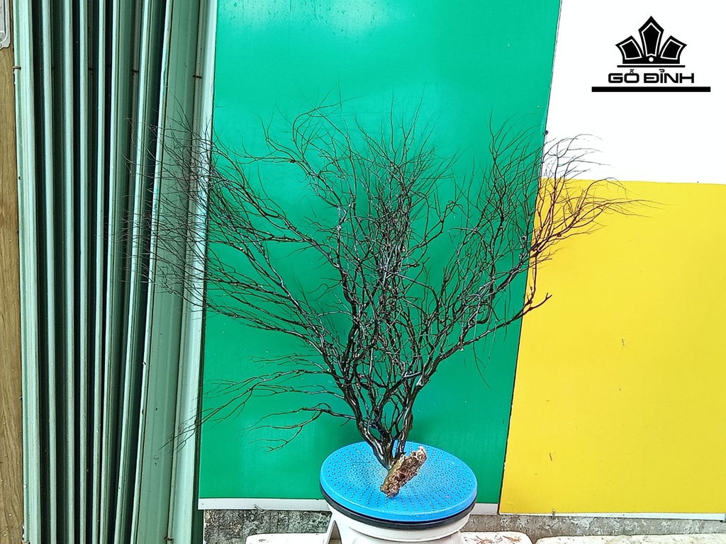 Tác Phẩm Cây San Hô Cao 65 Ngang 80 (cm)