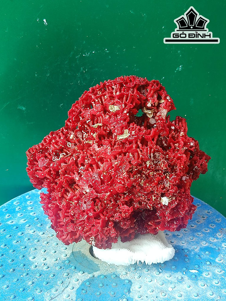 Tác Phẩm Đá San Hô Cao 14 Ngang 15 (cm)
