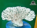 Tác Phẩm Đá San Hô Cao 17 Ngang 30 (cm)