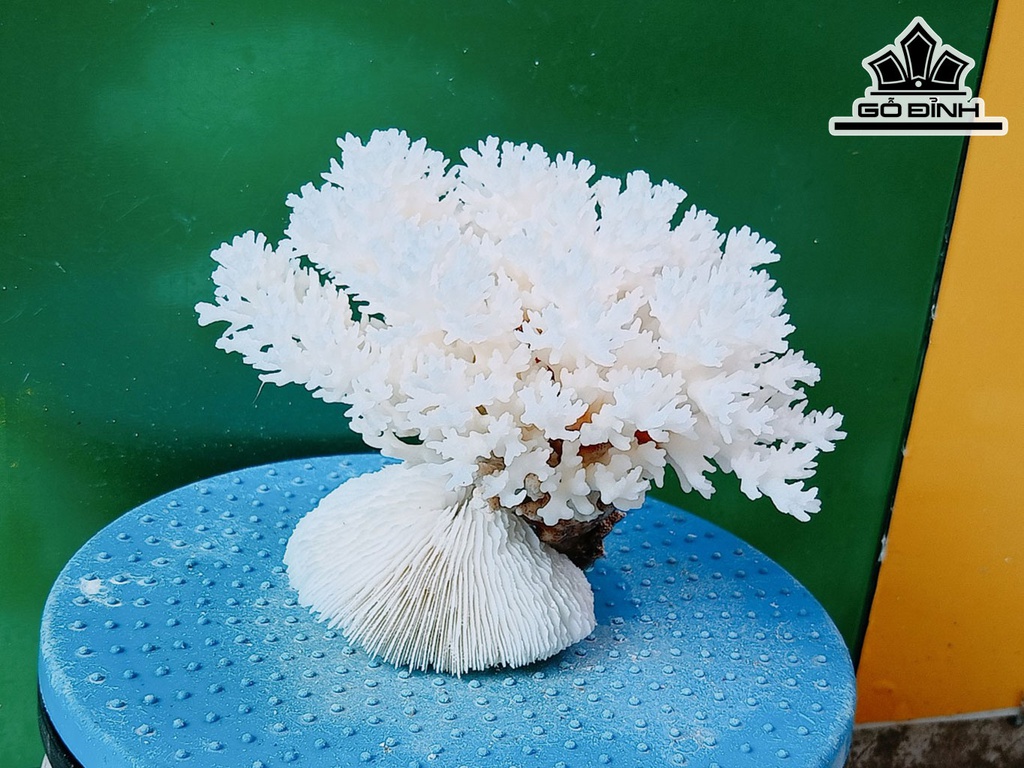 Tác Phẩm Đá San Hô Cao 18 Ngang 20 (cm)