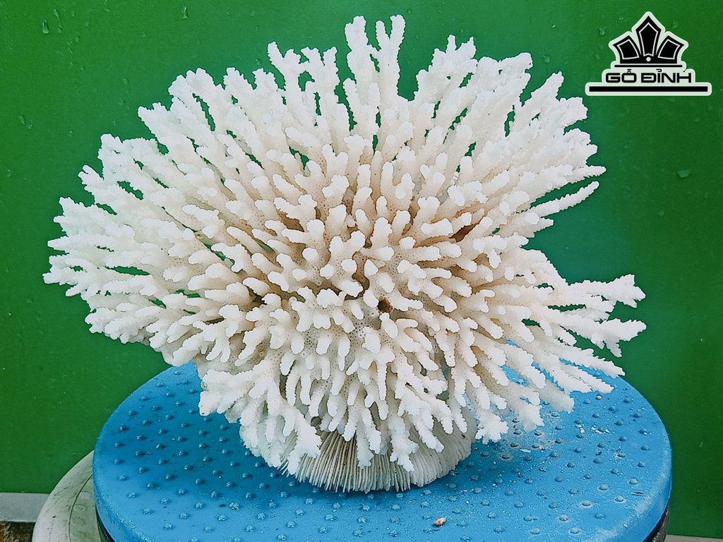 Tác Phẩm Đá San Hô Cao 18 Ngang 23 (cm)