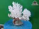 Tác Phẩm Đá San Hô Cao 19 Ngang 19 (cm)