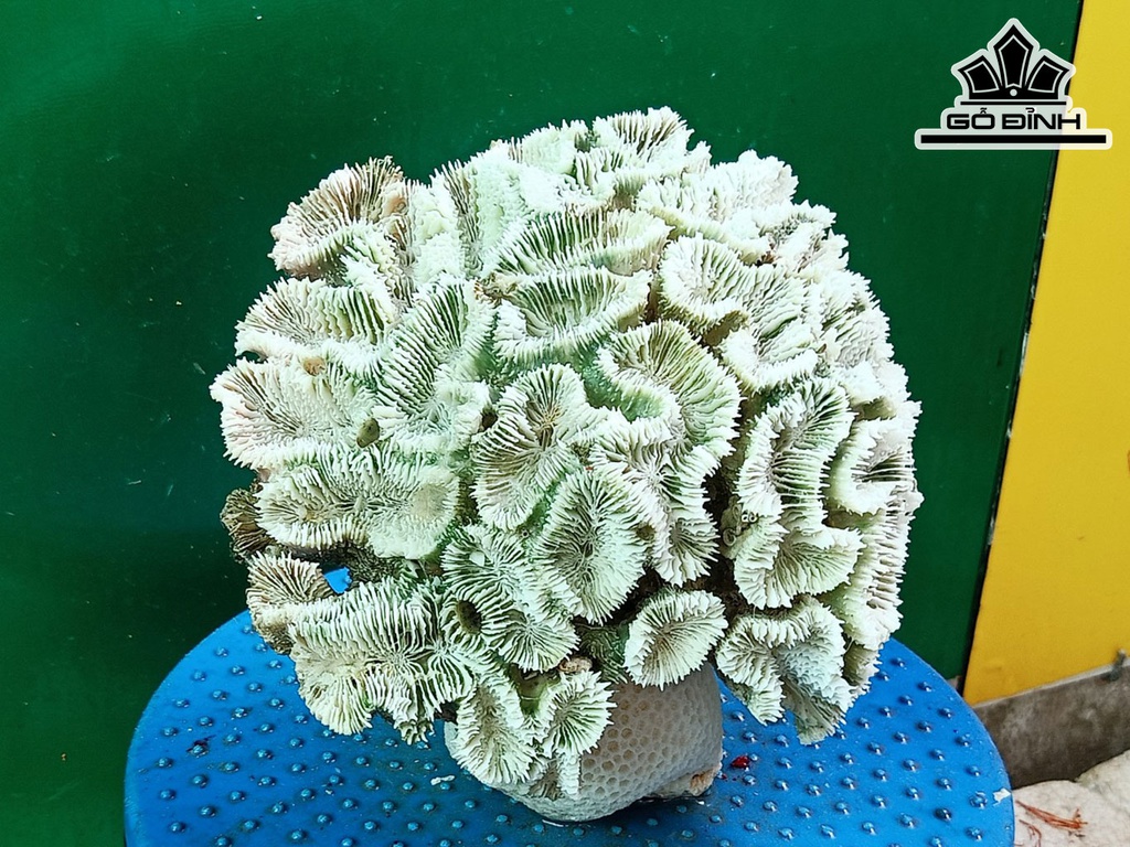 Tác Phẩm Đá San Hô Cao 19 Ngang 20 (cm)