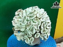 Tác Phẩm Đá San Hô Cao 19 Ngang 20 (cm)