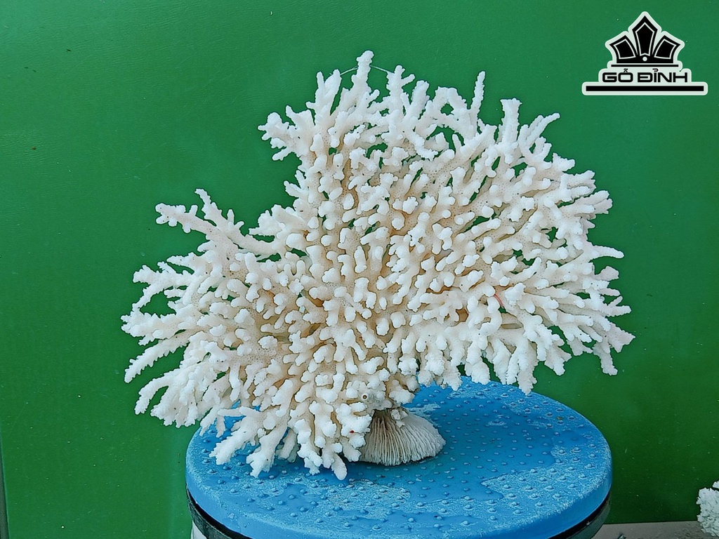 Tác Phẩm Đá San Hô Cao 20 Ngang 26 (cm)