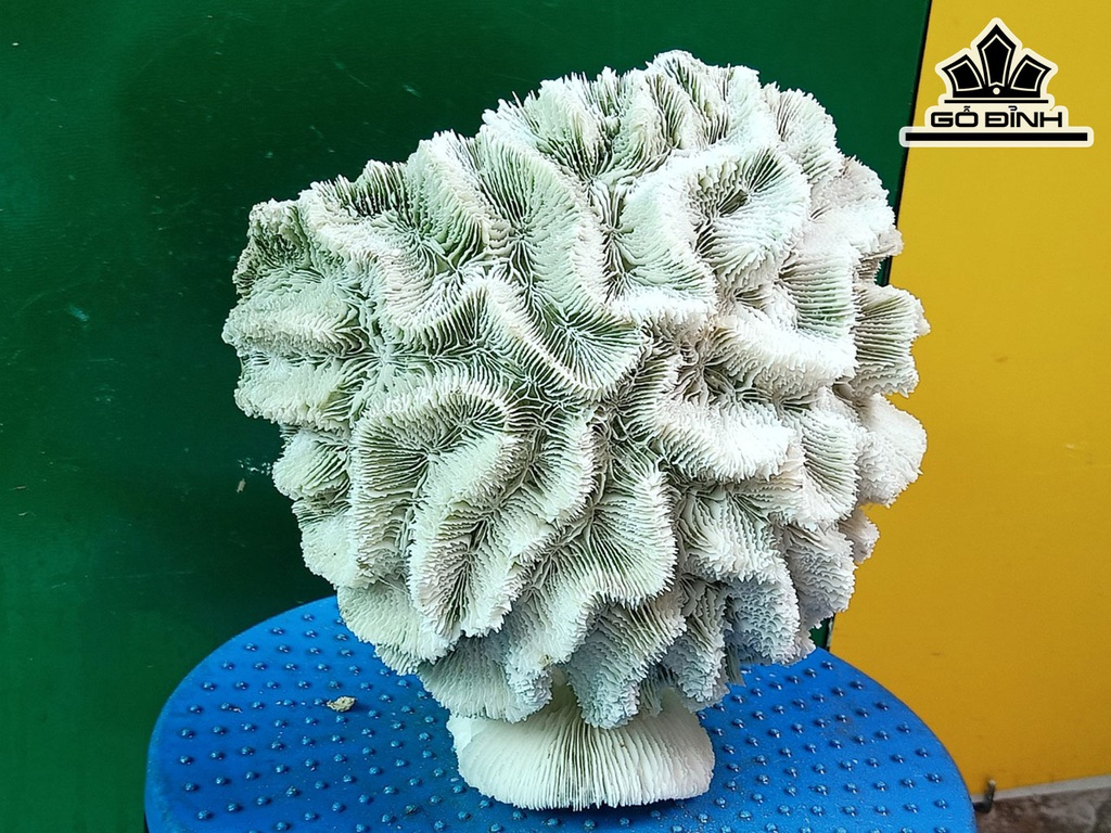 Tác Phẩm Đá San Hô Cao 21 Ngang 20 (cm)