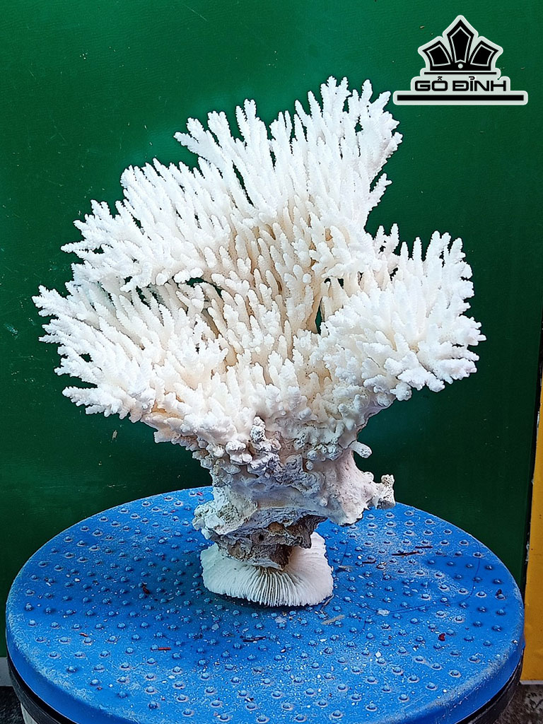 Tác Phẩm Đá San Hô Cao 22 Ngang 20 (cm)