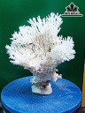 Tác Phẩm Đá San Hô Cao 22 Ngang 20 (cm)