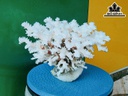 Tác Phẩm Đá San Hô Cao 22 Ngang 22 (cm)
