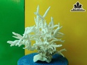 Tác Phẩm Đá San Hô Cao 27 Ngang 27 (cm)