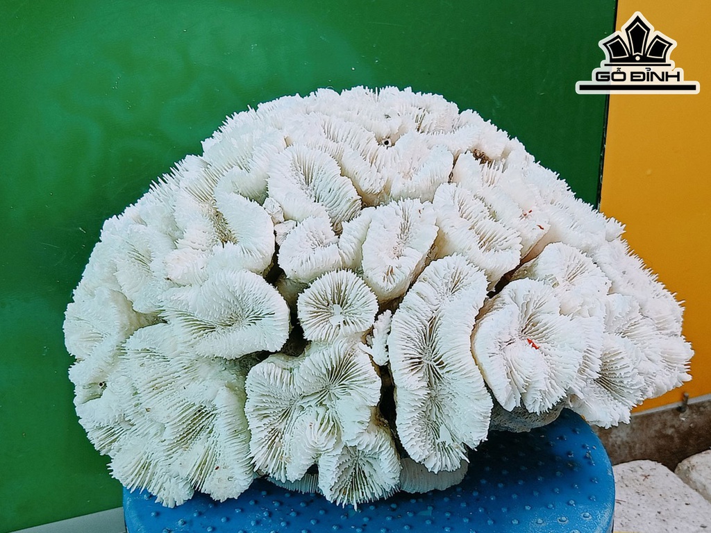 Tác Phẩm Đá San Hô Cao 33 Ngang 27 (cm)