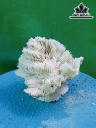Tác Phẩm Đá San Hô Cao 10 Ngang 14 (cm)