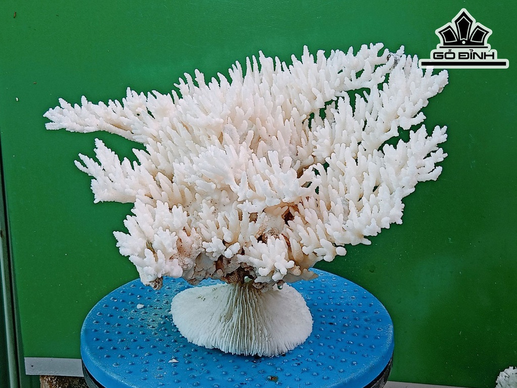 Tác Phẩm Đá San Hô Cao 19 Ngang 30 (cm)